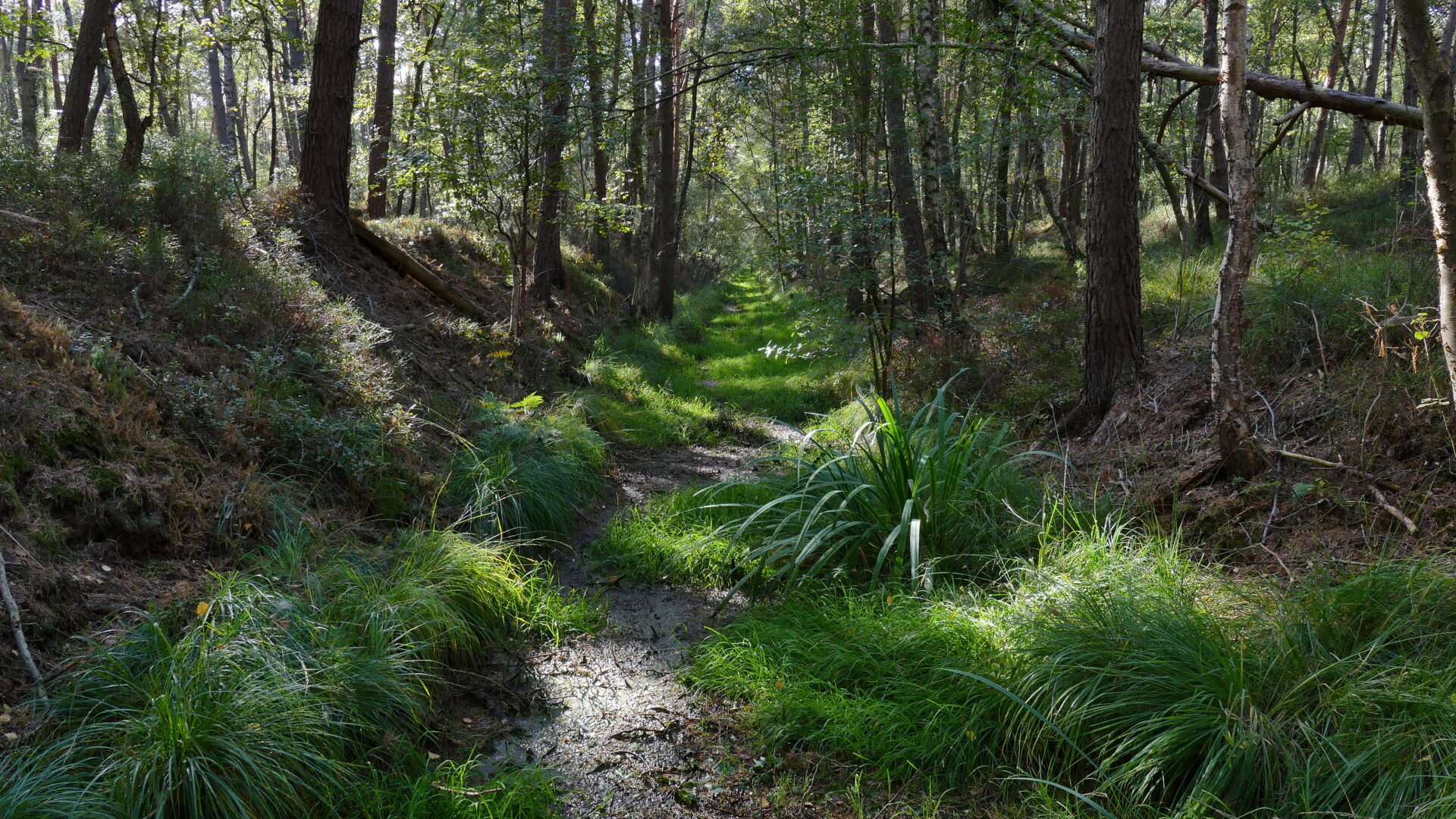 Klima Campus Act Now Events: Oldhorster Moor