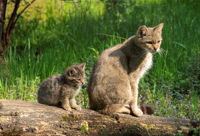 Klima Campus Act Now Events: Wildkatzen