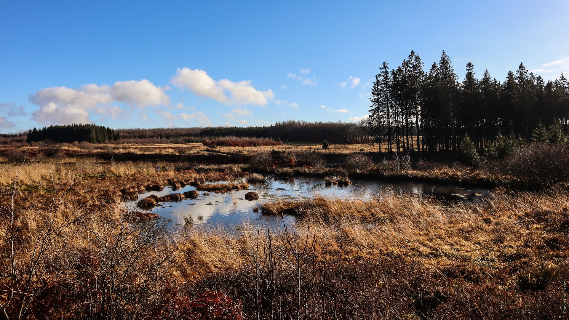 Moorlandschaft