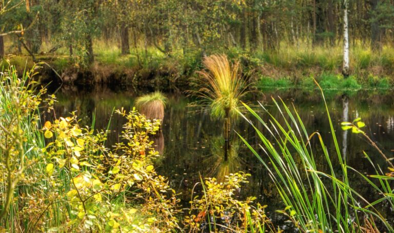Eine Moorlandschaft in Mecklenburg-Vorpommern mit Wasser und Gräsern.