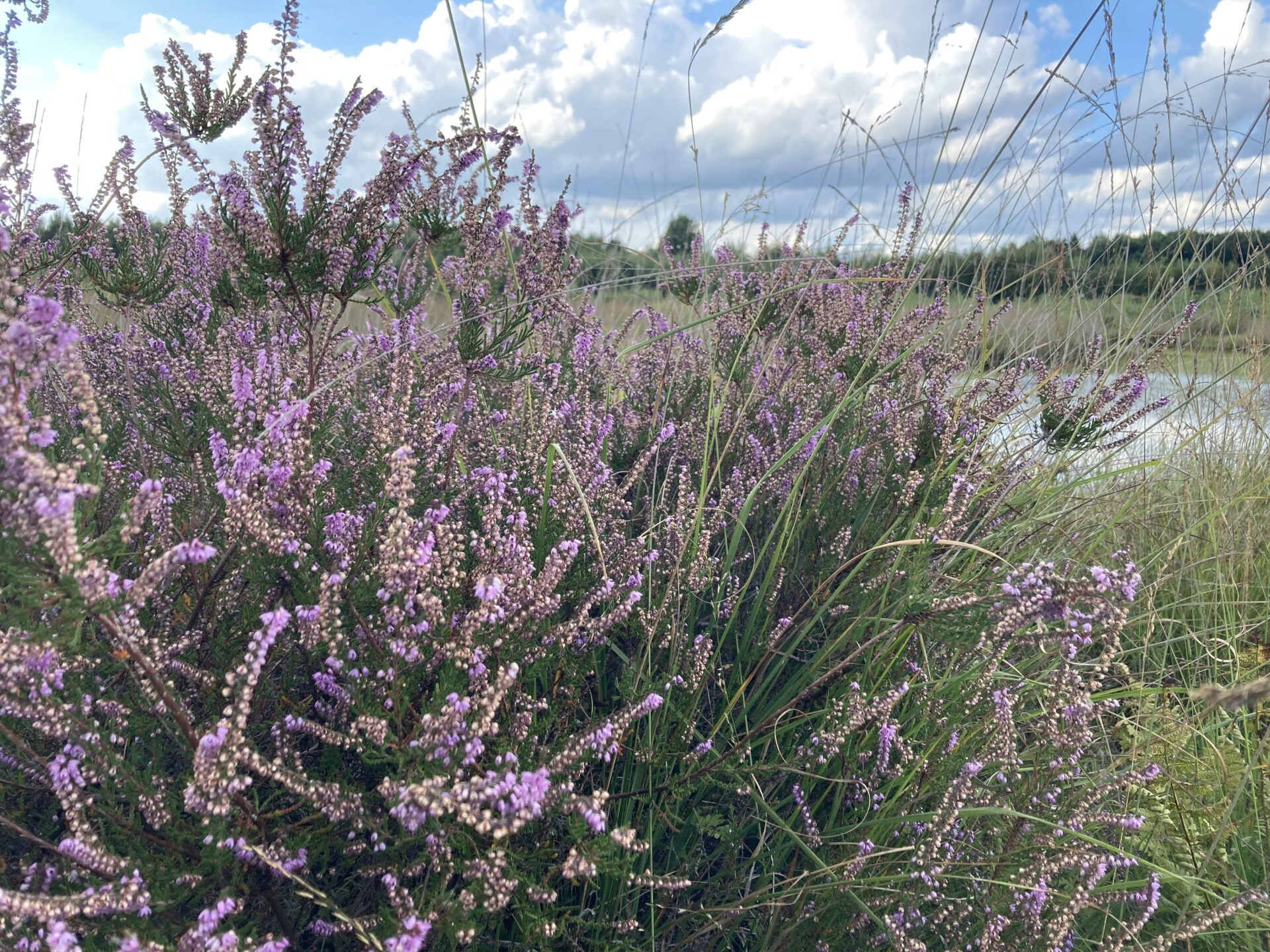 Lila blühendes Heidekraut im Moor.