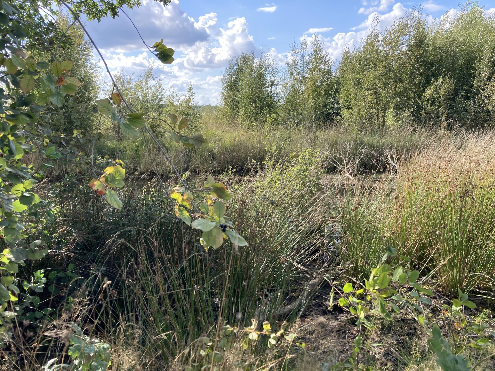 Wilde Moorlandschaft mit Gräsern und Birken