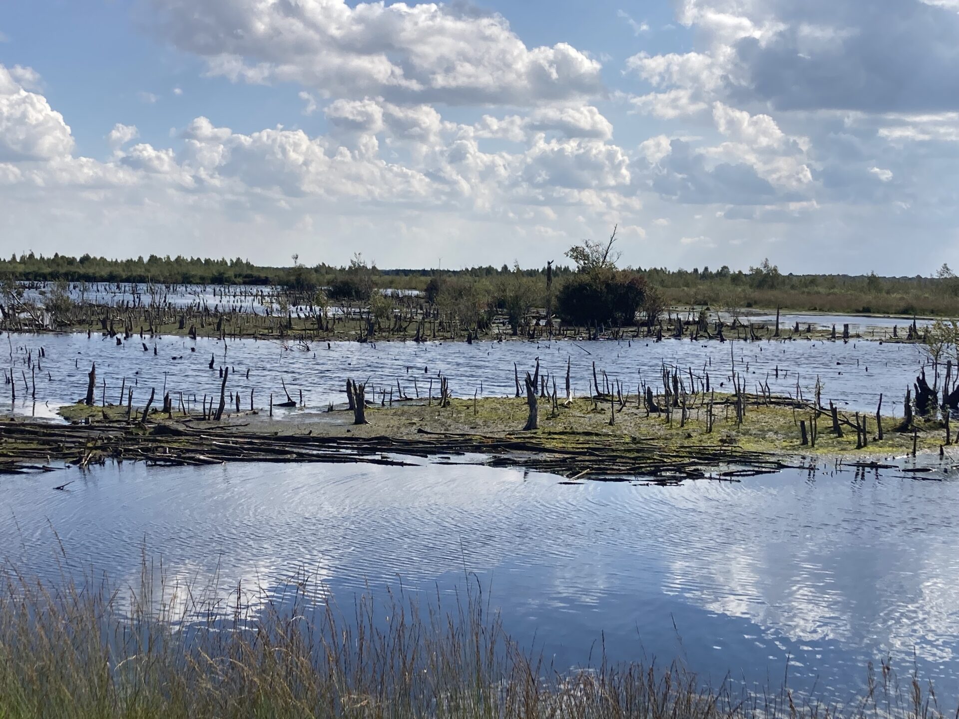 Das Foto zeigt ein Moor mit großen Wasserflächen und abgebrochenen Baumstümpfen.