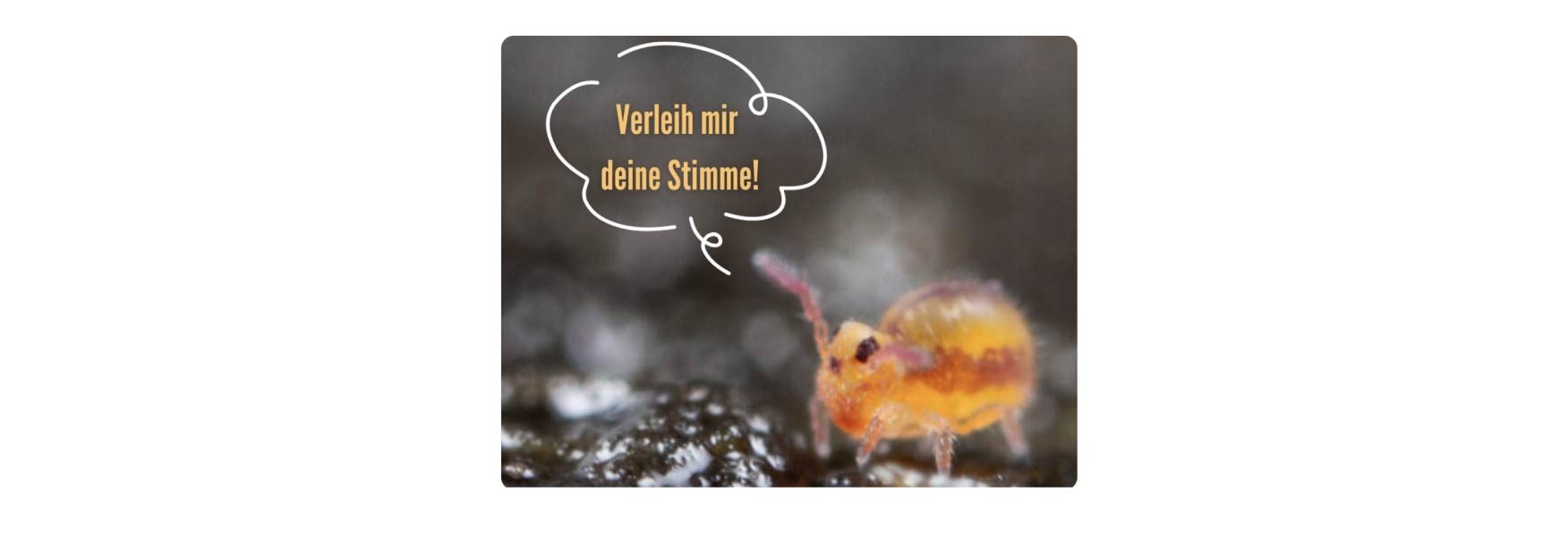 Ein Foto von einer Milbe mit einer Sprechblase.