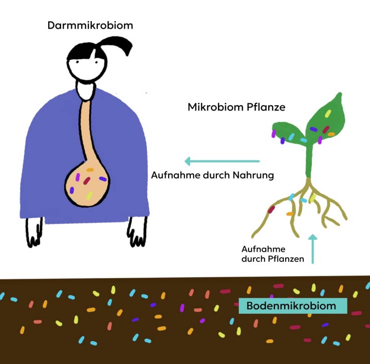 Illustration des Zusammenhangs des Bodenmikrobioms, Pflanzenmikrobiom und Darmmikrobiom des Menschen.