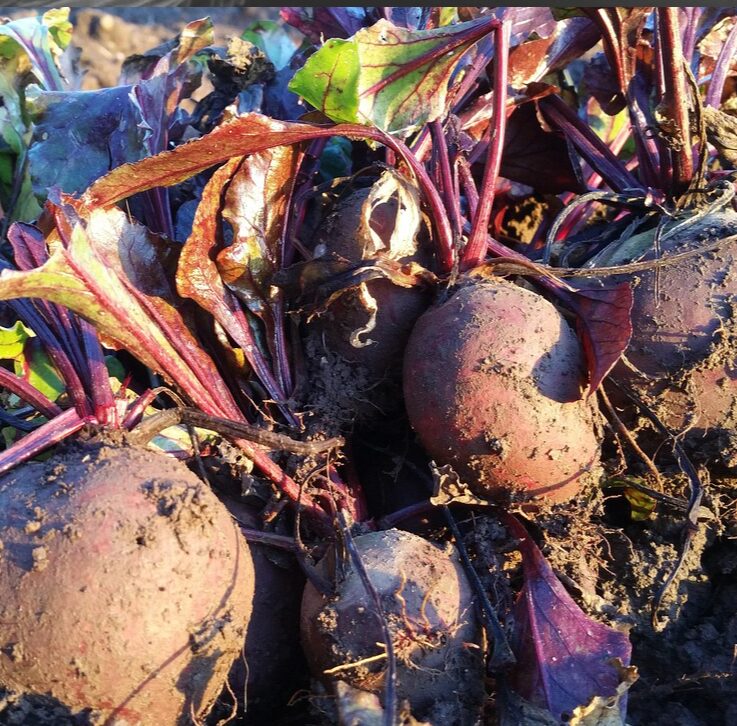 Rote Bete frisch nach der Ernte.