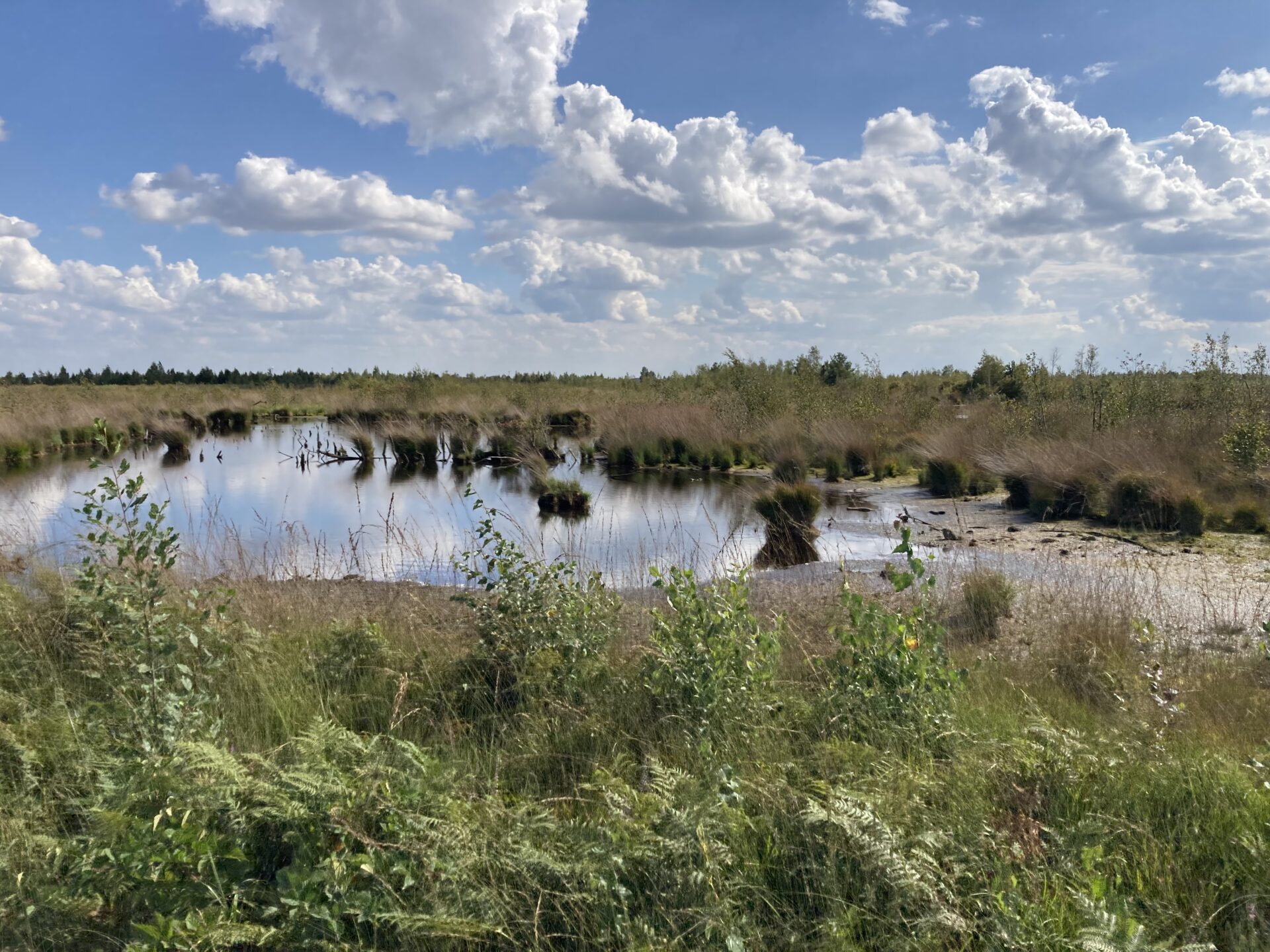 Moor in Niedersachsen mit Wasserfläche und wilden Pflanzen,