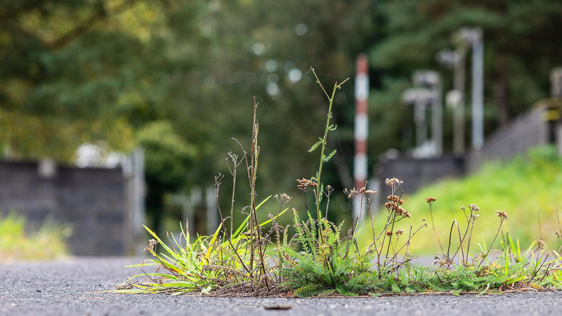 Gräser wachsen auf einer asphaltierten Straße.
