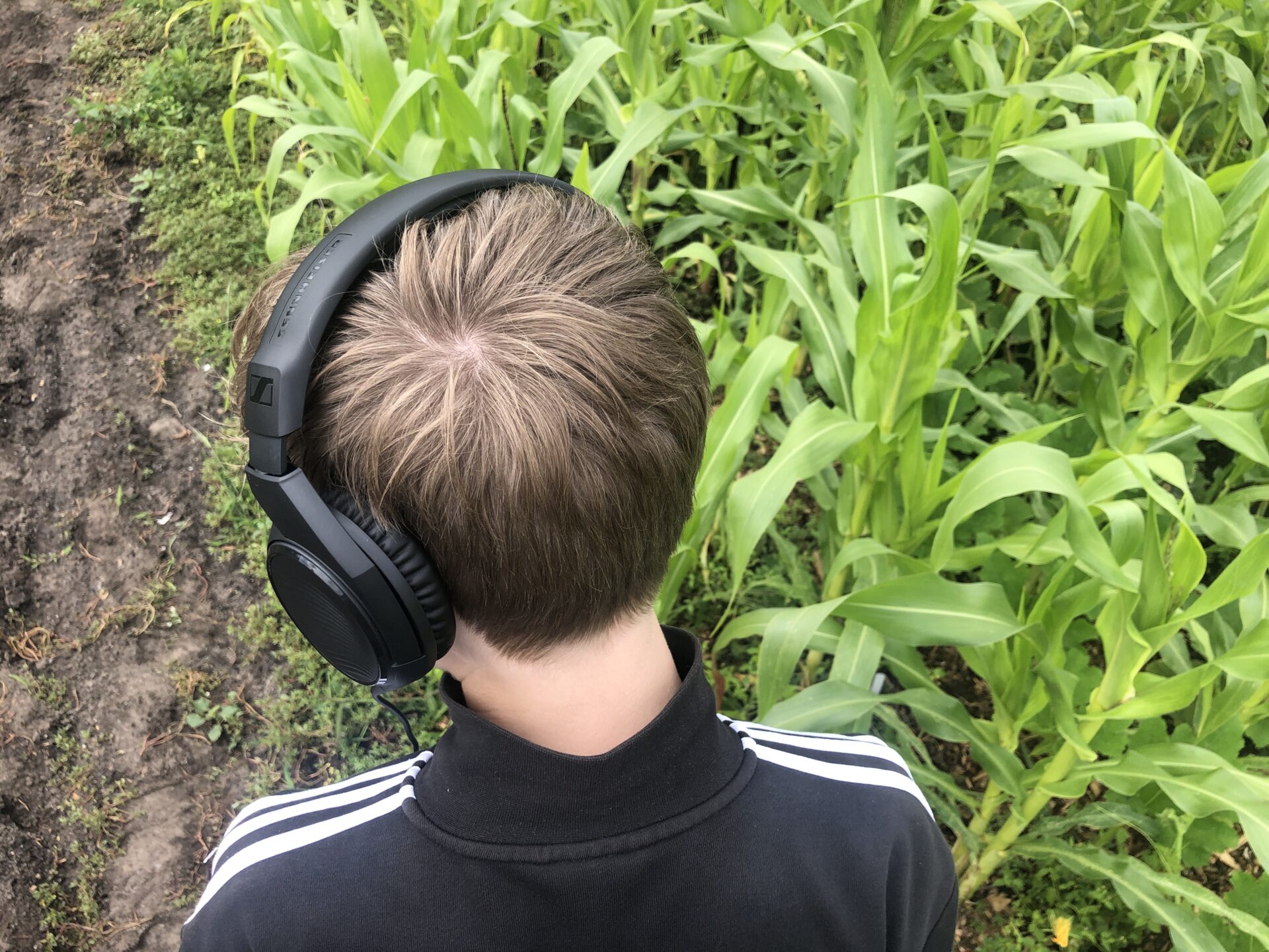 Der Hinterkopf von einem jungen Menschen mit großen Kopfhörern. Er steht vor einem Maisfeld.